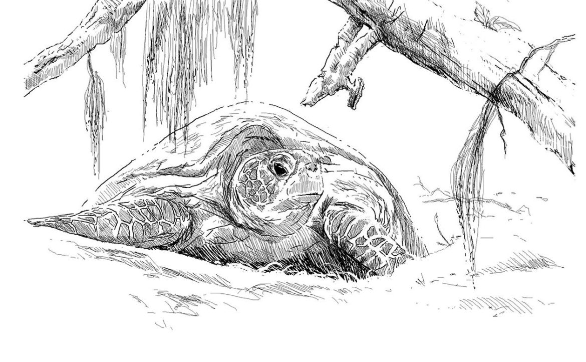 Wildlife Conservation Artwork.Green Turtle, Drawing by Simon Mustoe
