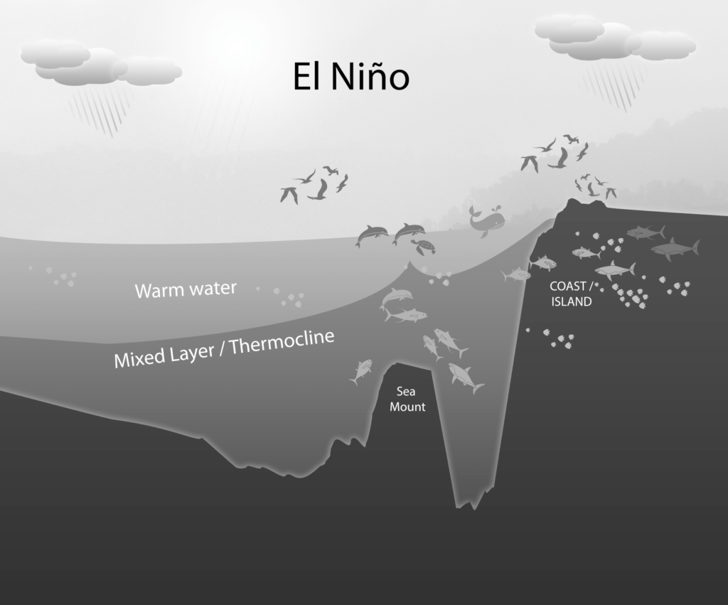 Mixing Layer El Nino