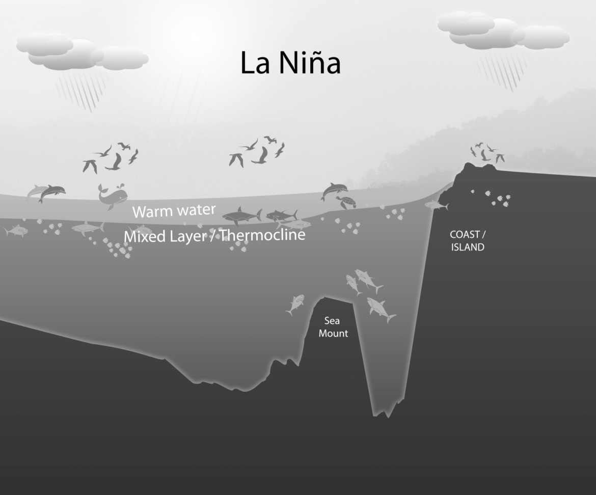 La Nina, drawing Simon Mustoe