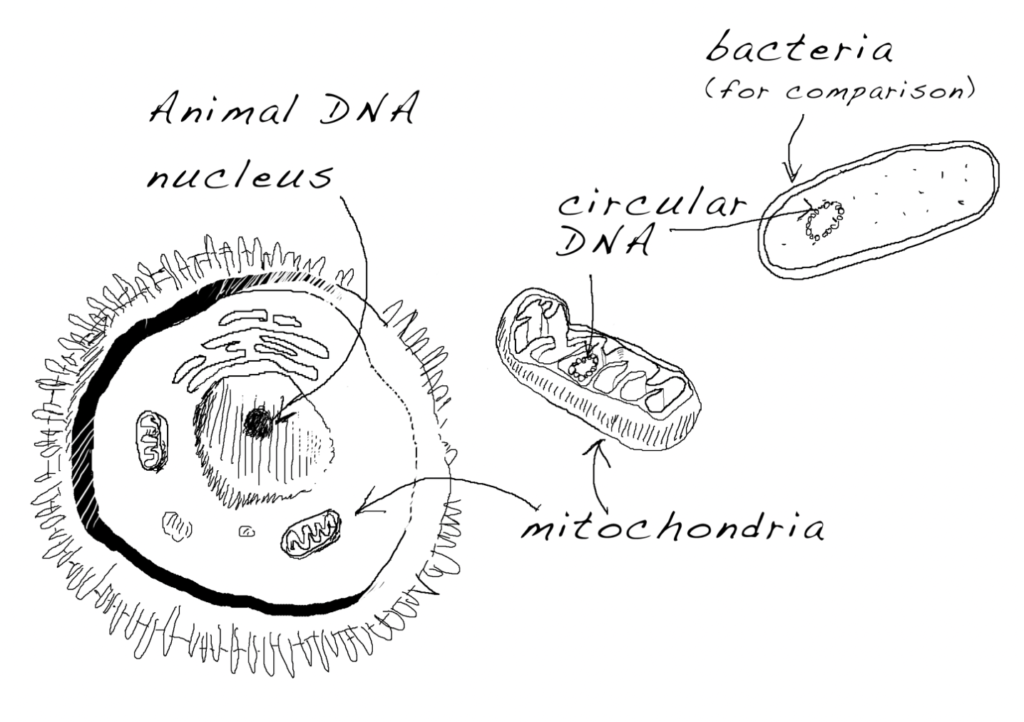 Animal cell mitochondria showing the circular DNA shared with bacteria. Drawing, Simon Mustoe.