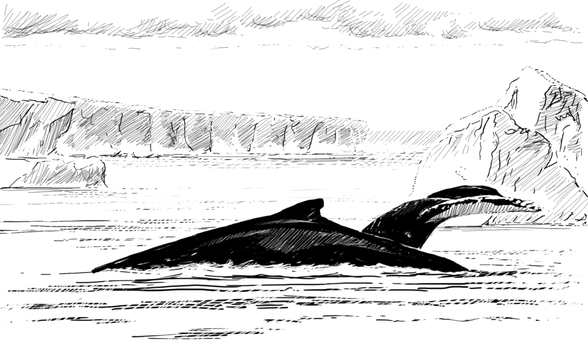 Wildlife Conservation Artwork.Humpback Whales in the Antarctic, Drawing by Simon Mustoe