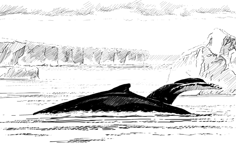 Animals and ocean deoxygenation