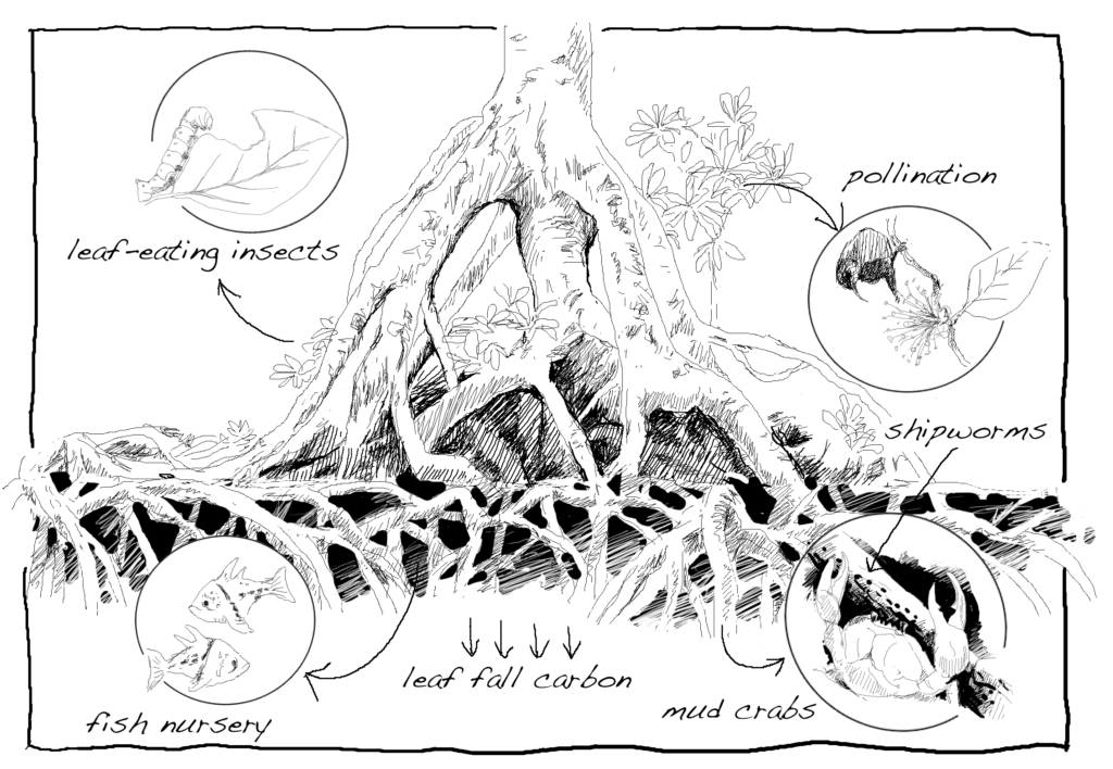 Animals and Mangroves, Drawing by Simon Mustoe