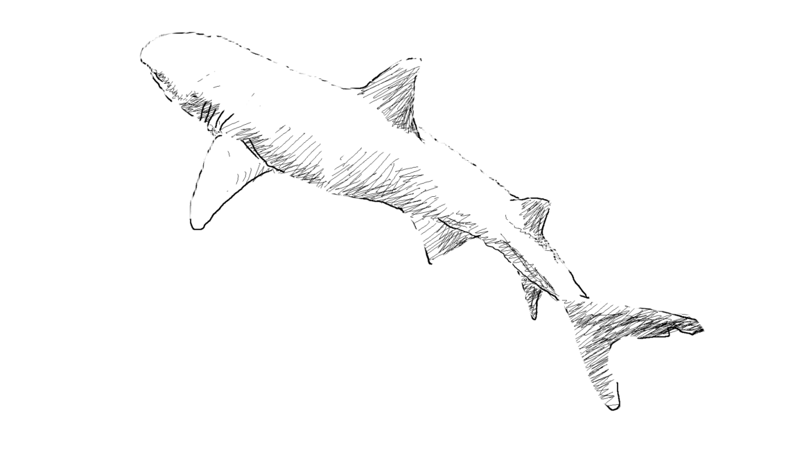 White-tipped Reef Shark. Drawing, Simon Mustoe