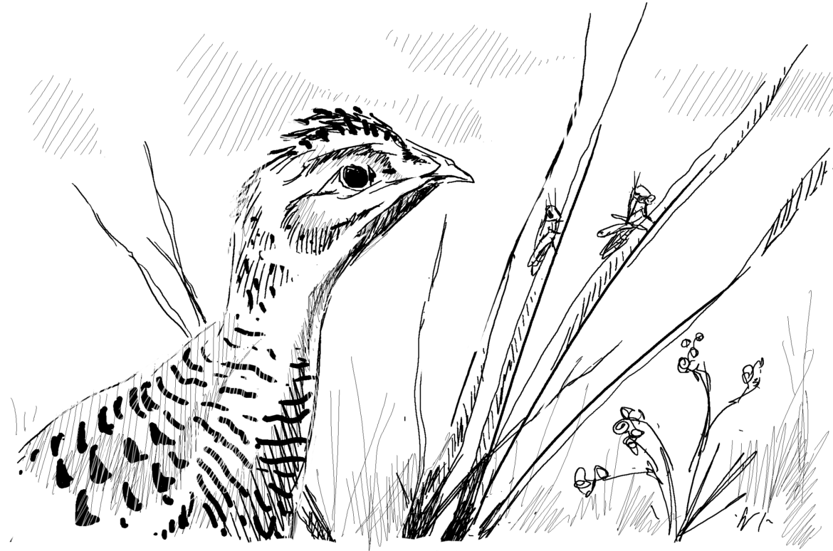 Lesser Prairie Chicken and young locusts, Drawing by Simon Mustoe