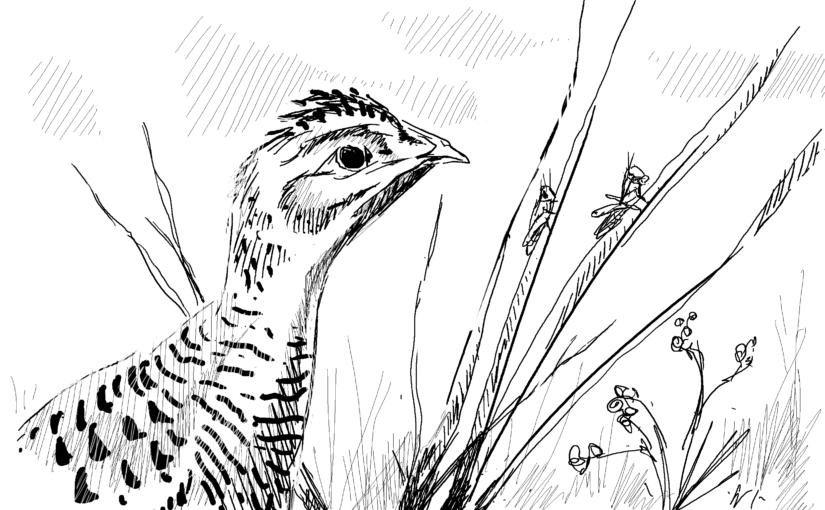 Addressing the rapid decline of insects means having more insect-eating birds