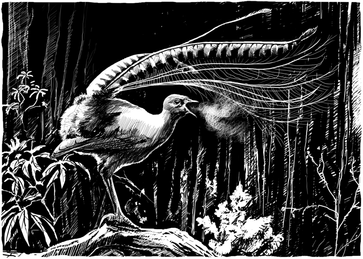 Wildlife Conservation Artwork.Superb Lyrebird, Drawing by Simon Mustoe