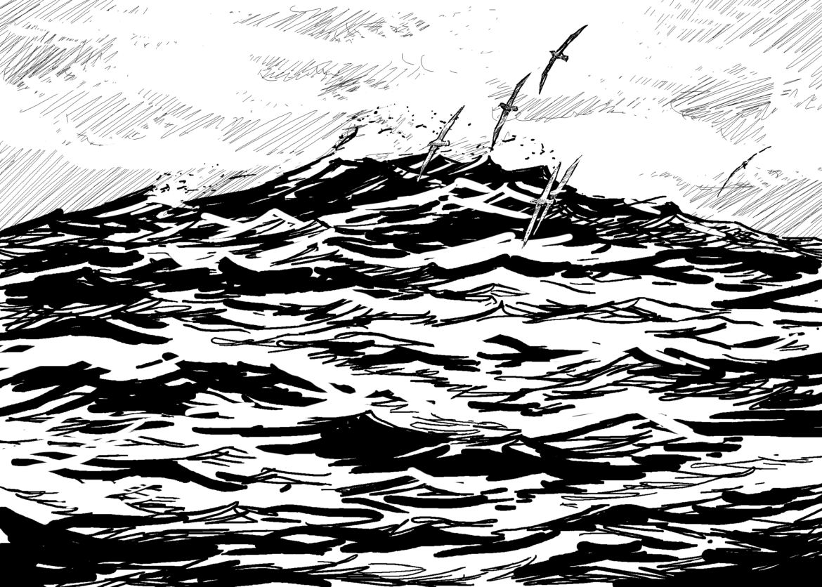 Wildlife Conservation Artwork.Southern Ocean Albatrosses, Drawing by Simon Mustoe