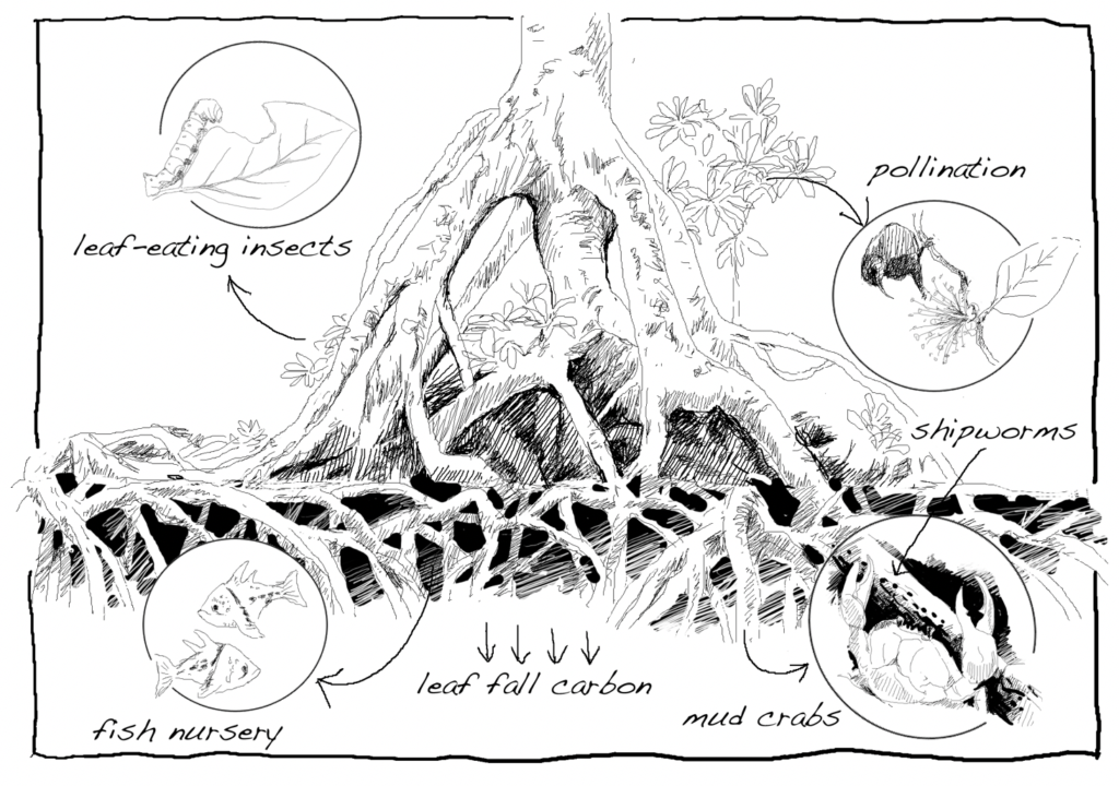 Mangrove ecosystems. Drawing, Simon Mustoe
