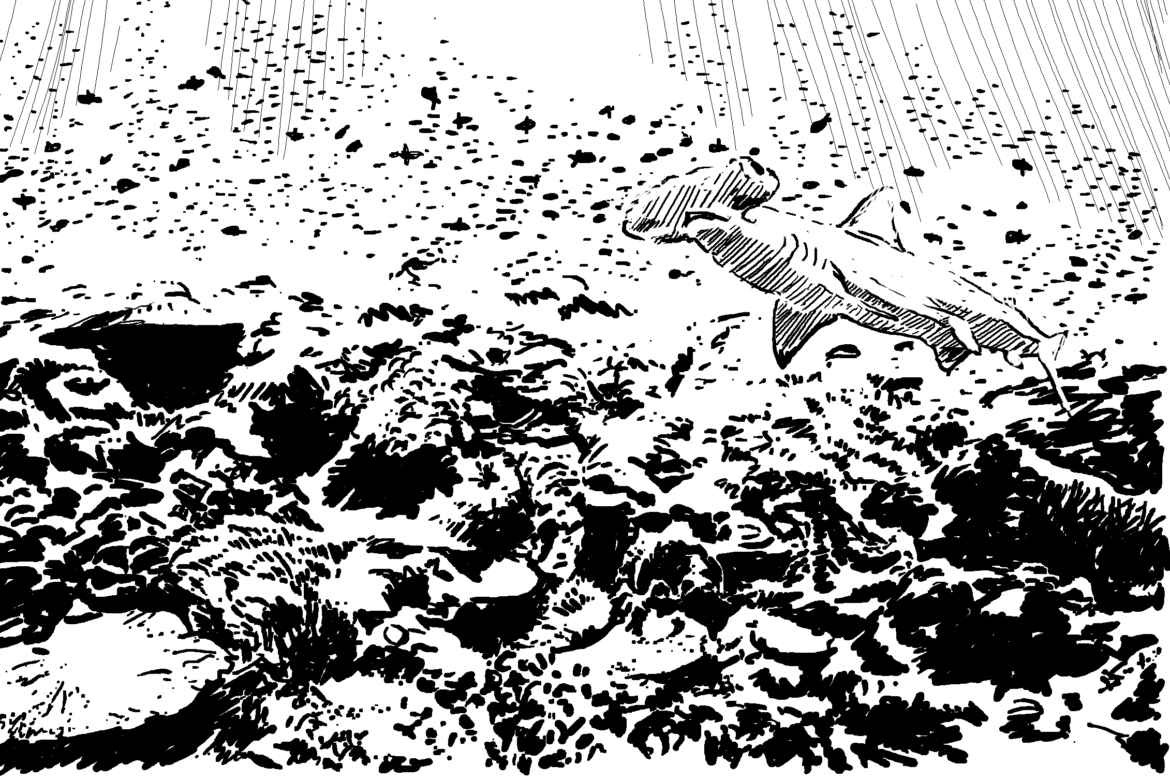 Wildlife Conservation Artwork.Hammerhead Shark over coral reef, Drawing by Simon Mustoe