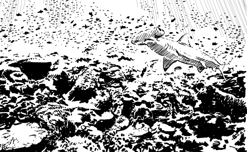 How do you reduce shark attacks? Try increasing shark numbers