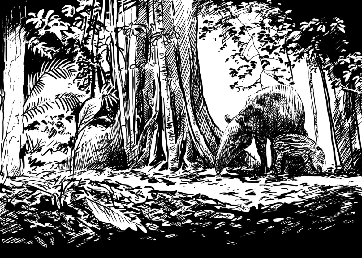 Wildlife Conservation Artwork.Brazilian Tapir, Drawing by Simon Mustoe