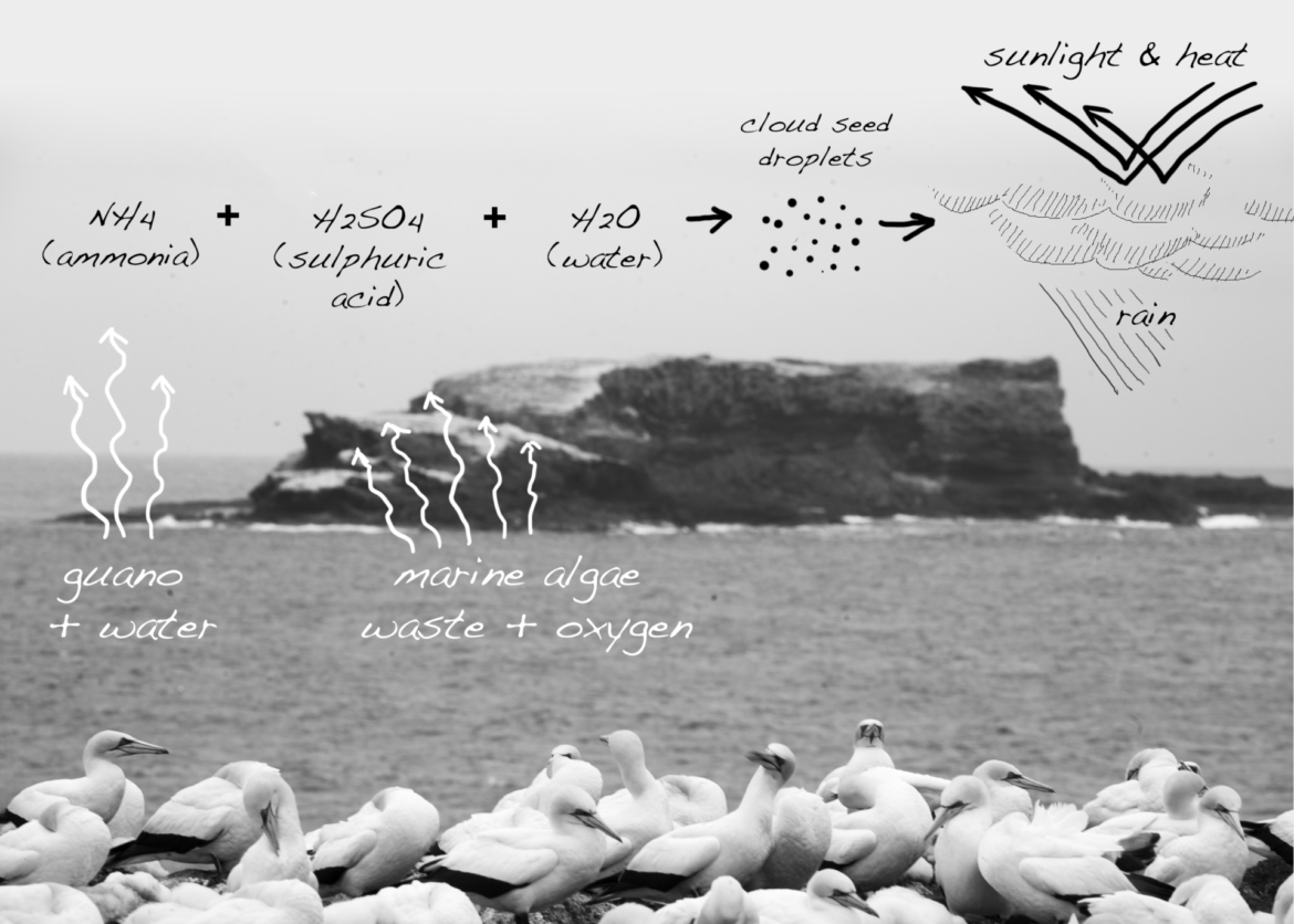 How seabirds create the weather. Illustration & photo, Simon Mustoe.