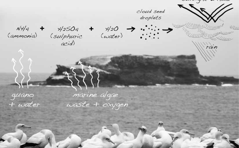 Seabird colonies influence continental rainfall patterns