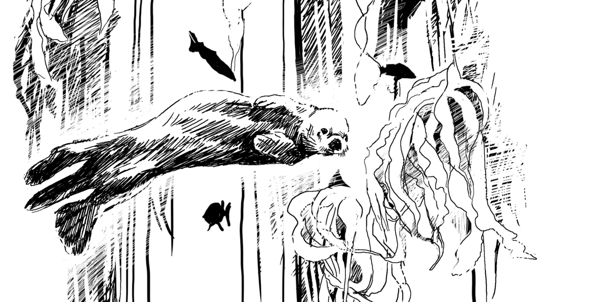 .Sea Otter, Drawing by Simon Mustoe