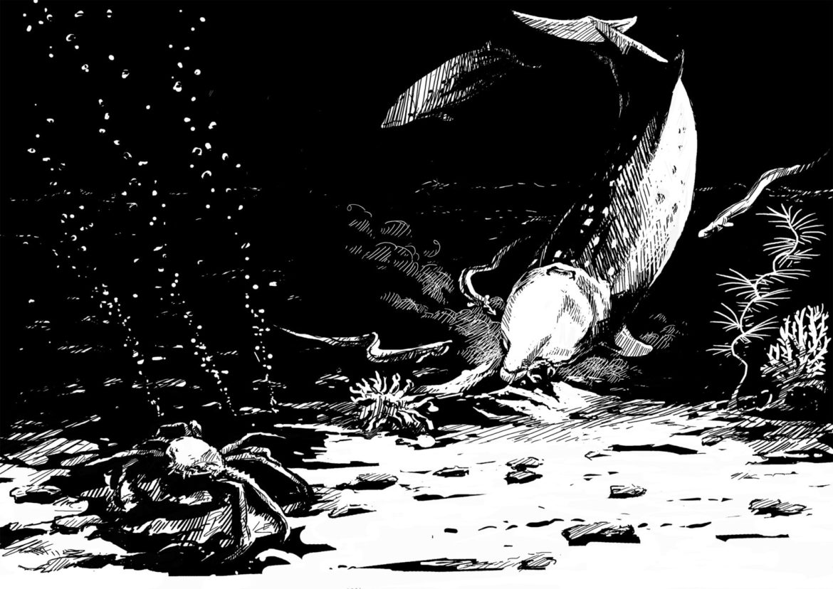 The importance of wildlife: Animal Impact. Cuvier's Beaked Whale. Drawing, Simon Mustoe