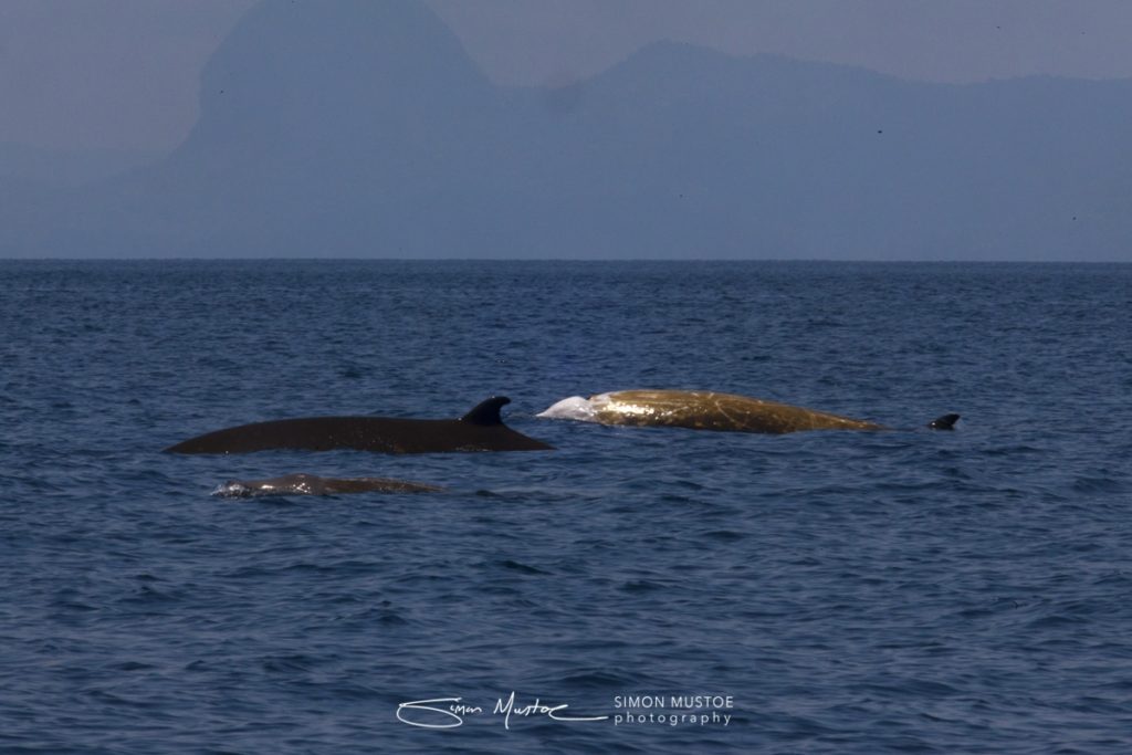 goose-beaked whale dive record