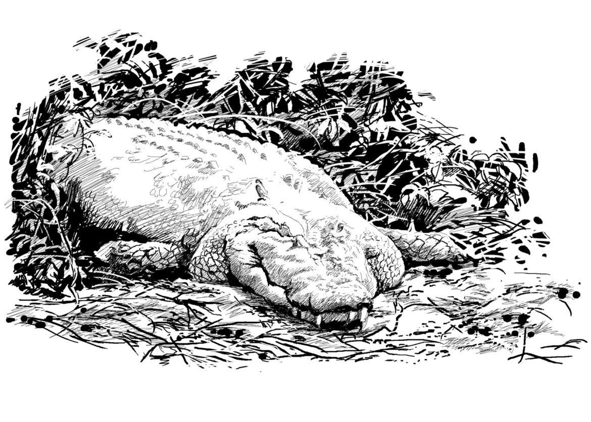 Wildlife Conservation Artwork.Saltwater Crocodile, Drawing by Simon Mustoe