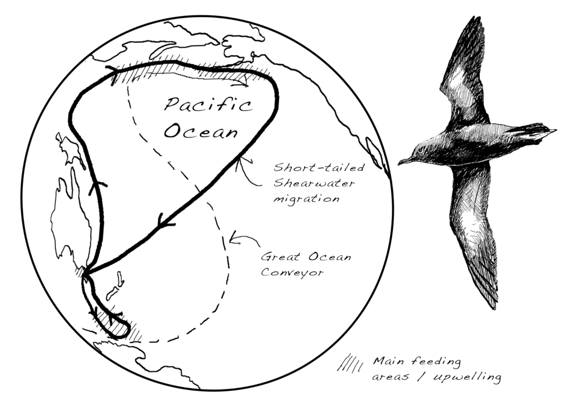 The importance of wildlife: Animal Impact. Short-tailed Shearwater Migration, drawing by Simon Mustoe