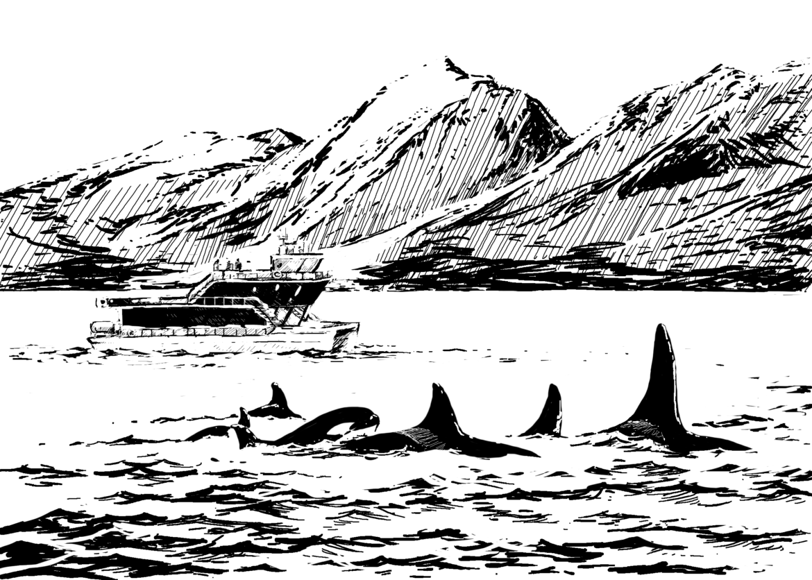 Wildlife Conservation Artwork.The importance of wildlife: Animal Impact. Killer Whales and Brim Explorer. Drawing by Simon Mustoe.