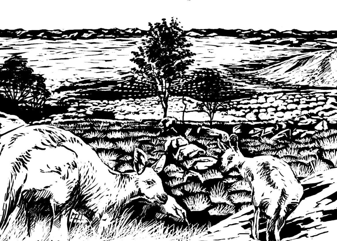 Wildlife Conservation Artwork.The importance of wildlife: Animal Impact. The Euro, or Common Wallaroo, is one of Australia’s largest marsupials. Drawing, Simon Mustoe