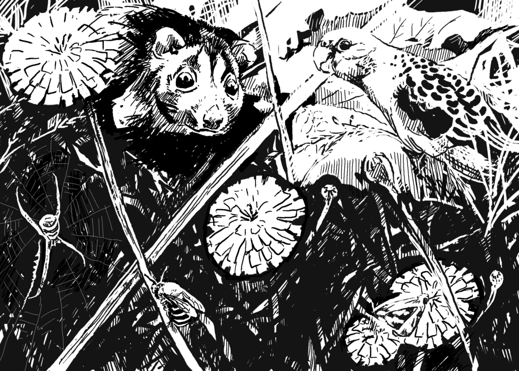 The importance of wildlife: Animal Impact. Typical wildlife of a suburban garden in southeast Australia. Drawing, Simon Mustoe