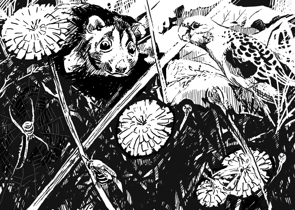 The importance of wildlife: Animal Impact. Typical wildlife of a suburban garden in southeast Australia. Drawing, Simon Mustoe