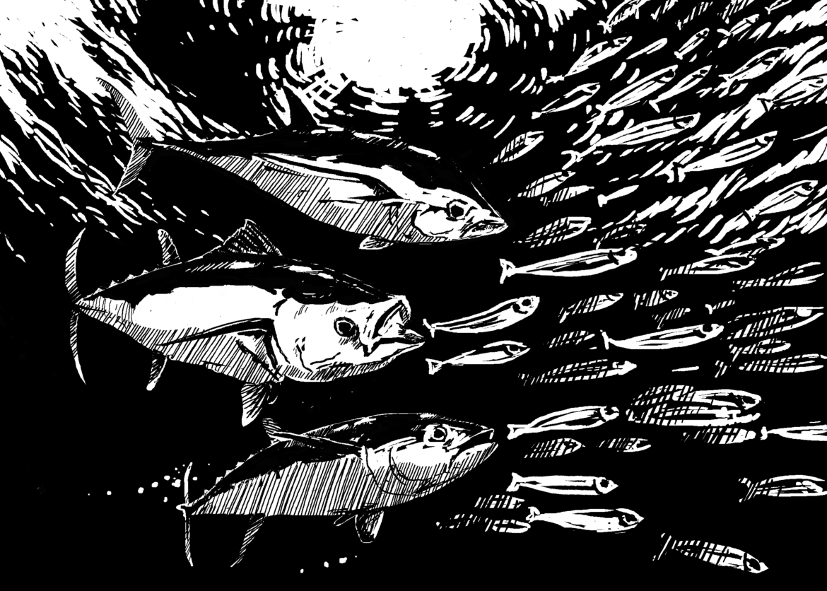 The importance of wildlife: Animal Impact. Tuna chasing herring. Drawing, Simon Mustoe
