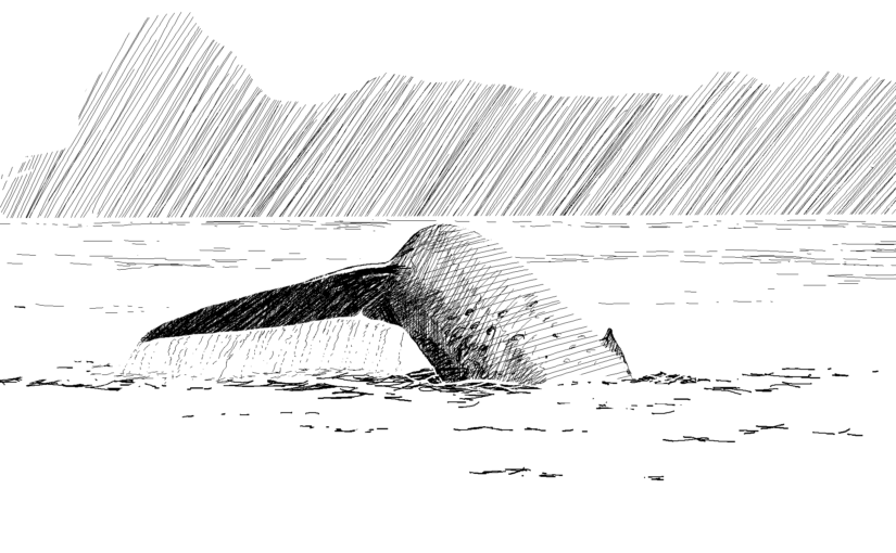 How Blue Whales help regulate climate by stirring and fertilising the ocean