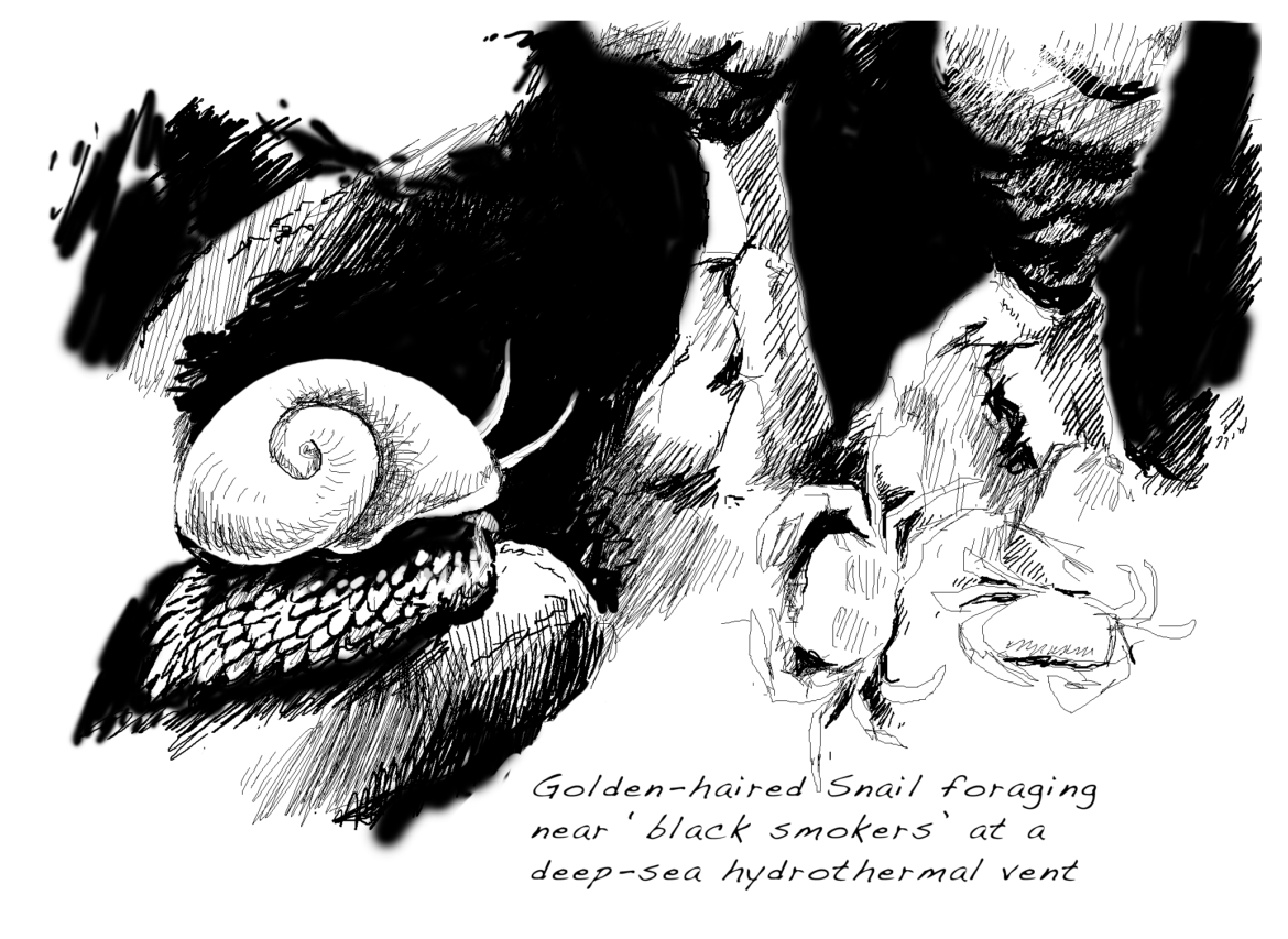 Golden-haired Snail, Drawing by Simon Mustoe