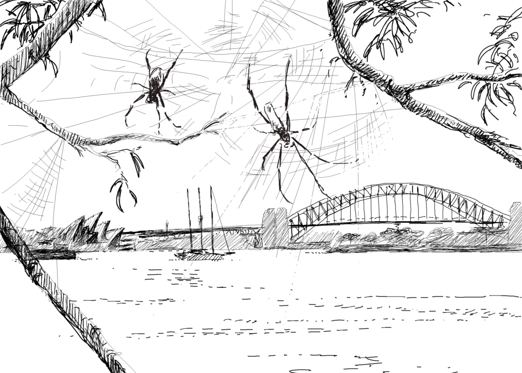 Golden Orb Spiders, Sydney, Drawing by Simon Mustoe