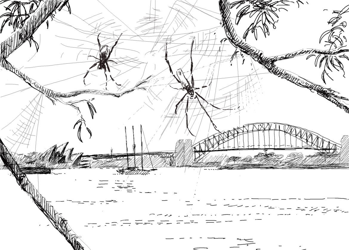 Golden Orb Spiders, Sydney, Drawing by Simon Mustoe