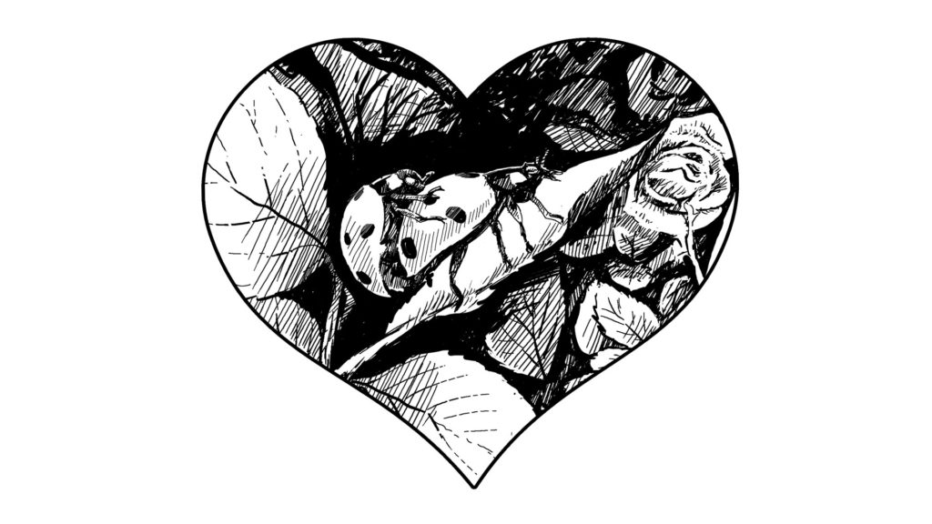 Ladybugs mating. Drawing by Simon Mustoe