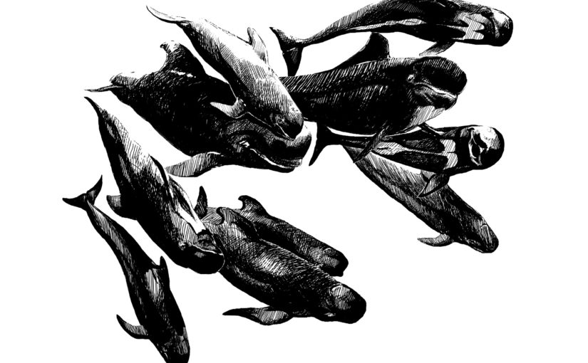 What’s the most or least intelligent animal?