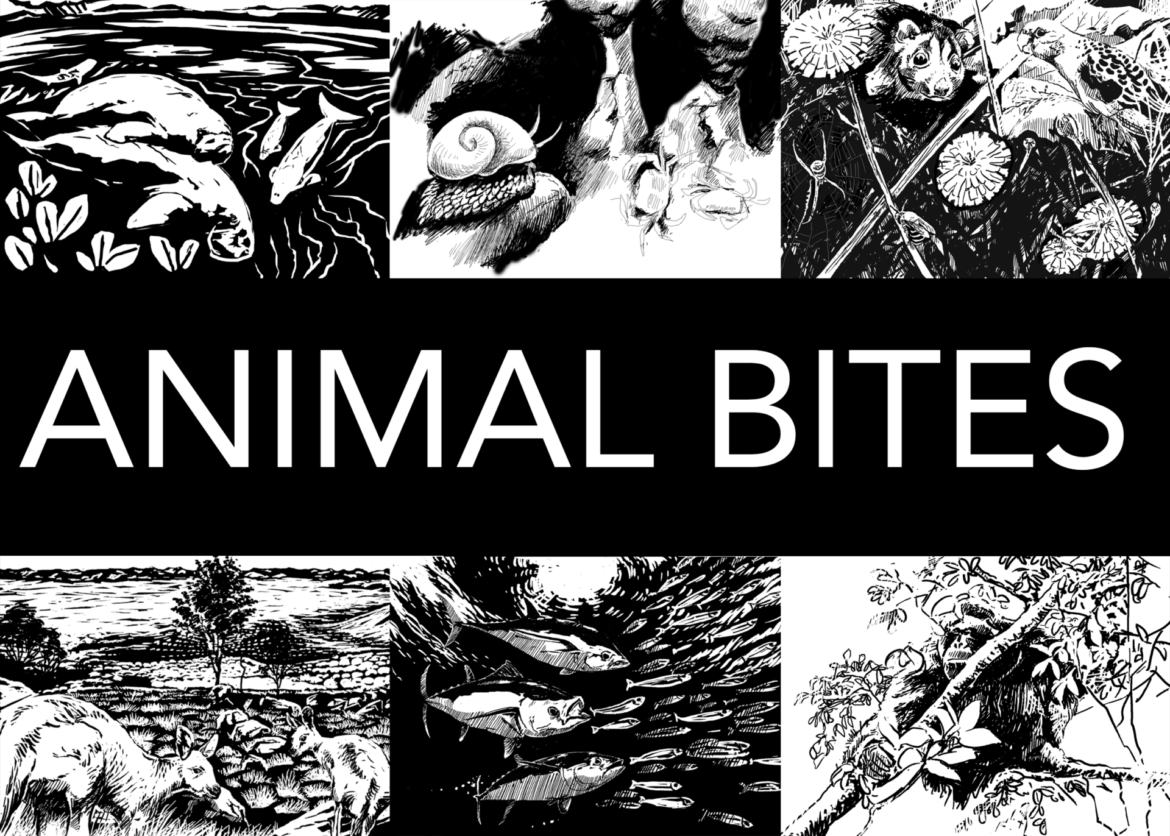 The importance of wildlife: Animal Impact.