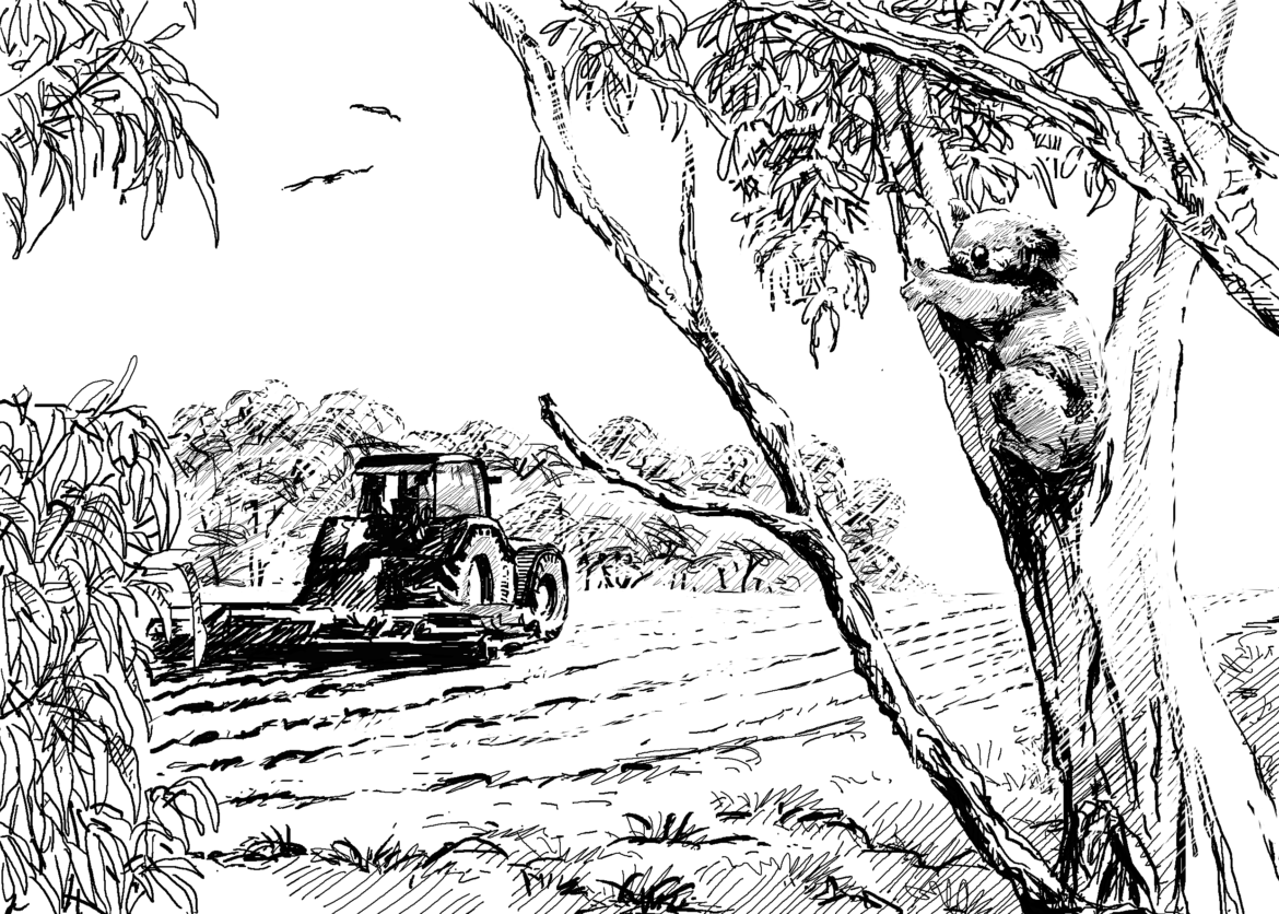 The importance of wildlife: Animal Impact. Why are Koalas important?