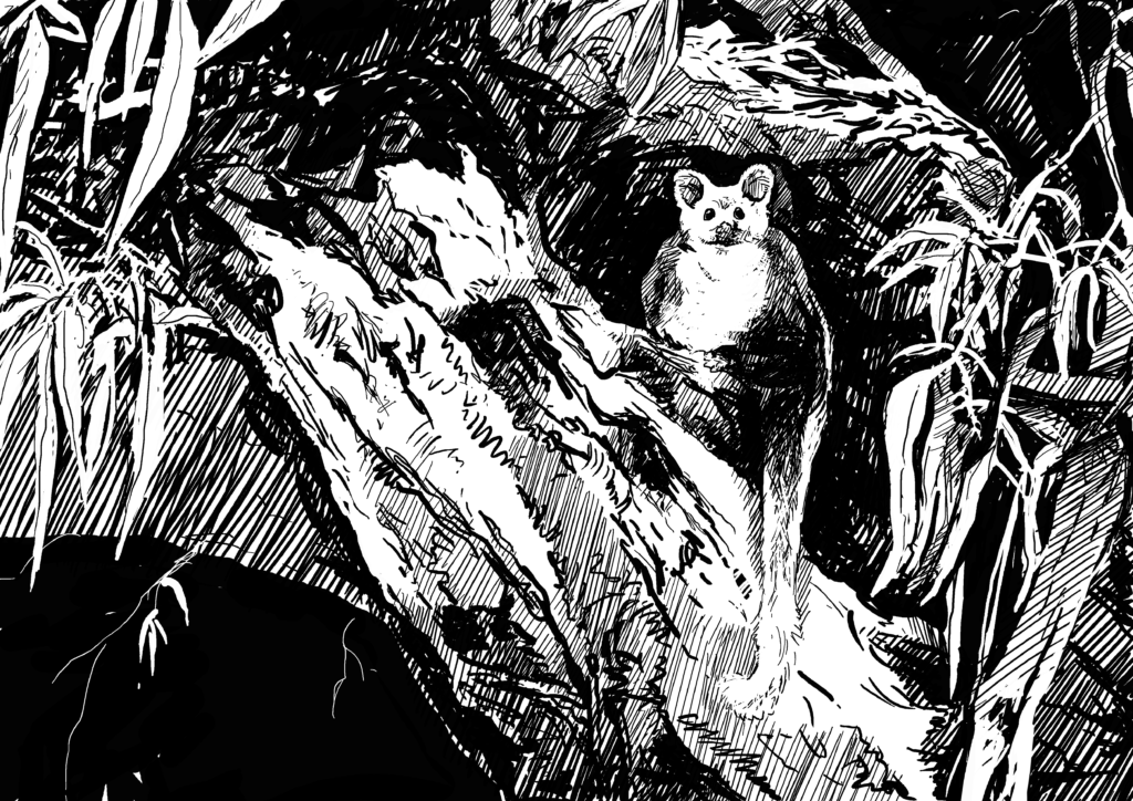 The importance of wildlife: Animal Impact. Greater Glider, drawing by Simon Mustoe