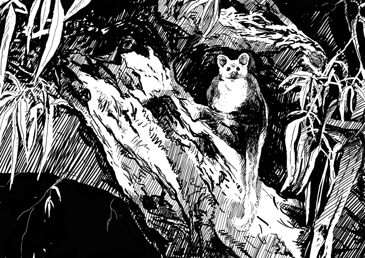 The importance of wildlife: Animal Impact. Greater Glider, drawing by Simon Mustoe