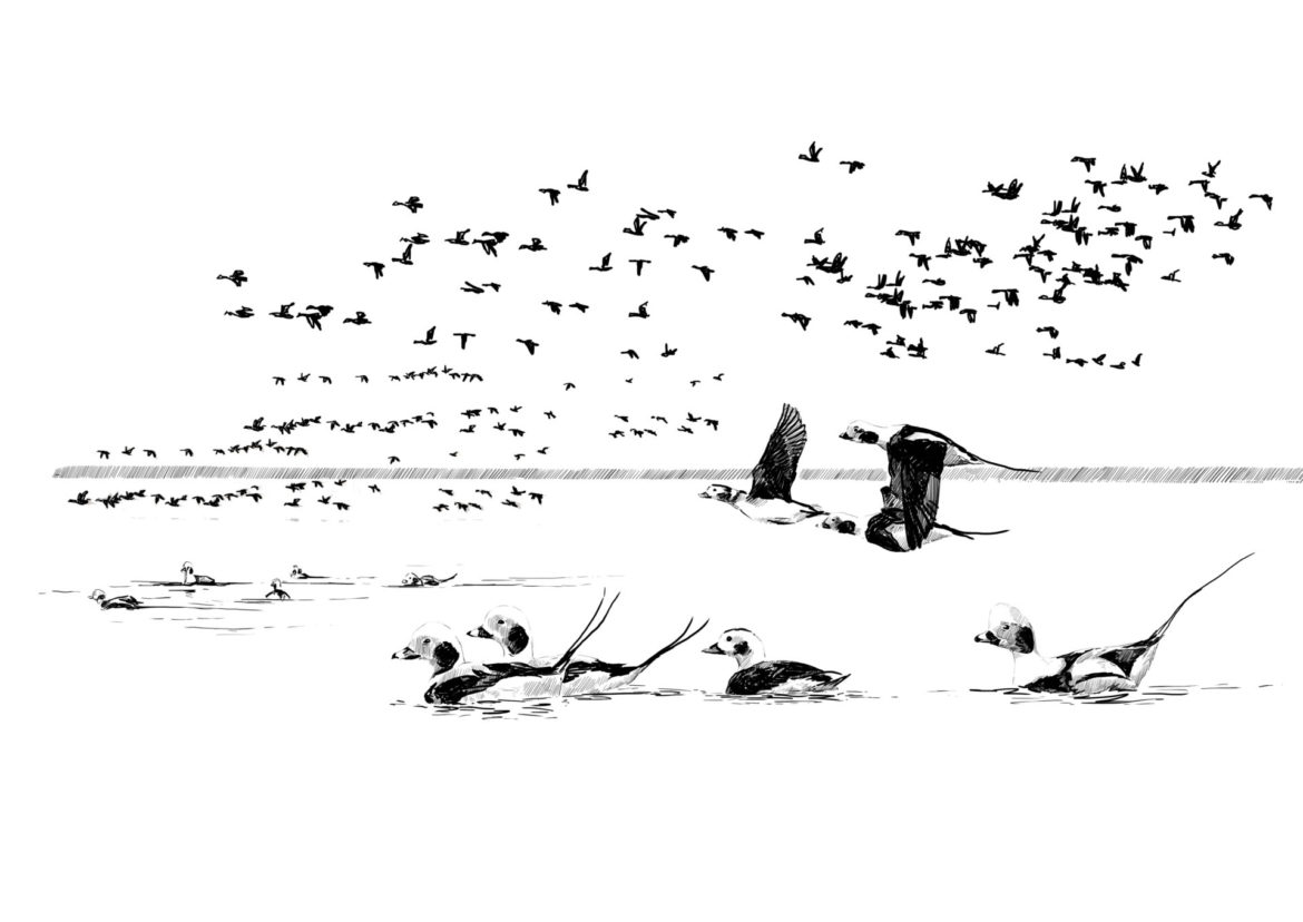 Wildlife Conservation Artwork.The importance of wildlife: Animal Impact. Long-tailed Ducks in winter in the Baltic Sea. Drawing, Simon Mustoe.