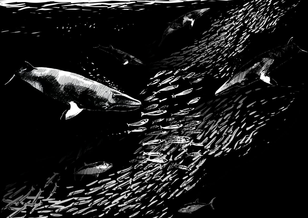 Wildlife Conservation Artwork. The importance of wildlife: Animal Impact. Minke Whale. Drawing, Simon Mustoe.