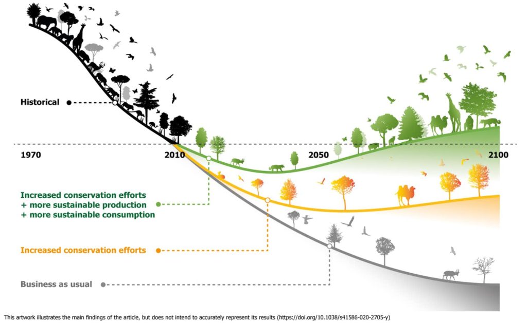 Successful wildlife recovery