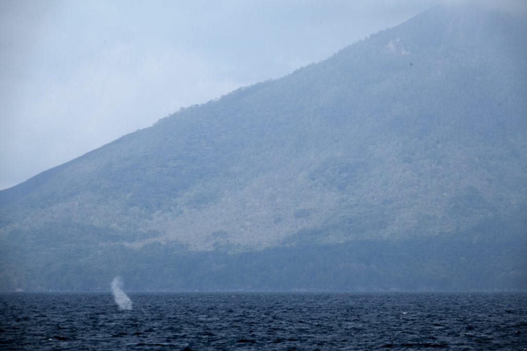 Blue Whales regulate climate in the Banda Sea by mixing layers. 