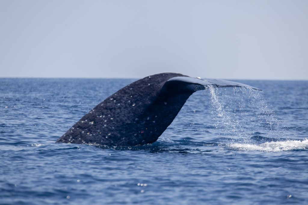 Blue Whales regulate climate in the Banda Sea by mixing layers. 