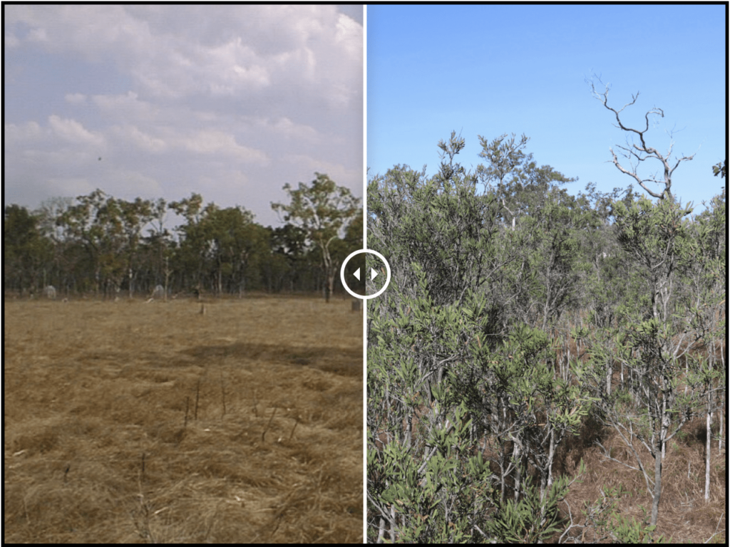 Saving Golden-shouldered Parrot means stopping forest encroachment. 