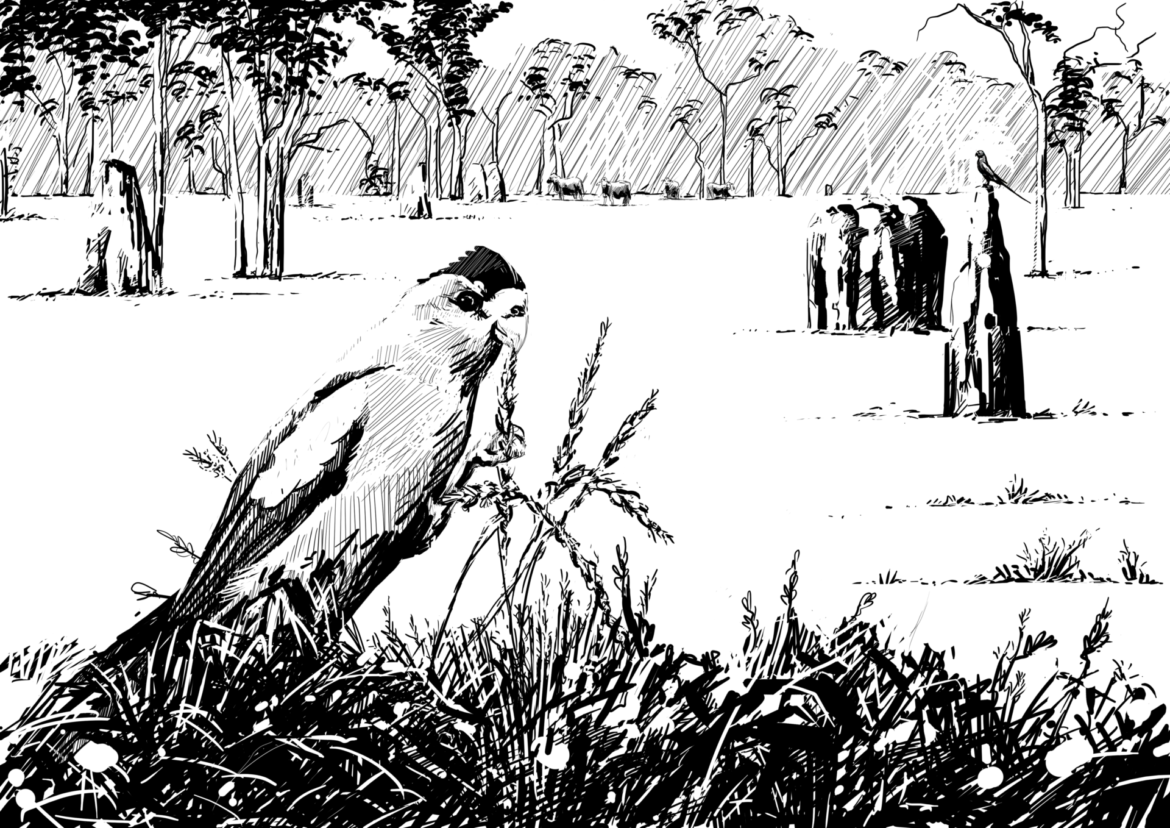 Saving the Golden-shouldered Parrot. Drawing by Simon Mustoe.