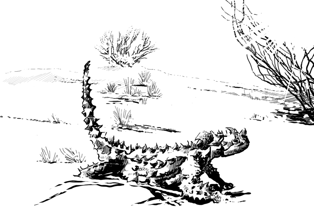 How does planet Earth work? Thorny Devil. Drawing, Simon Mustoe.