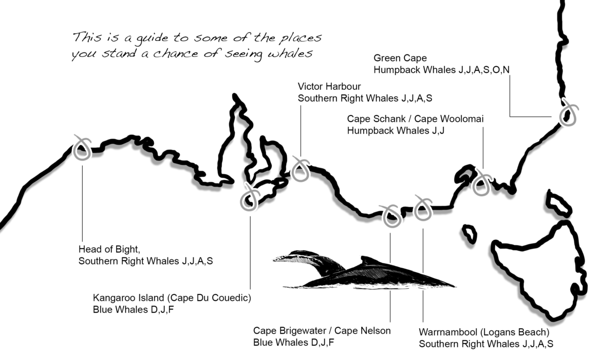 Top places for land-based whale-watching in southeast Australia