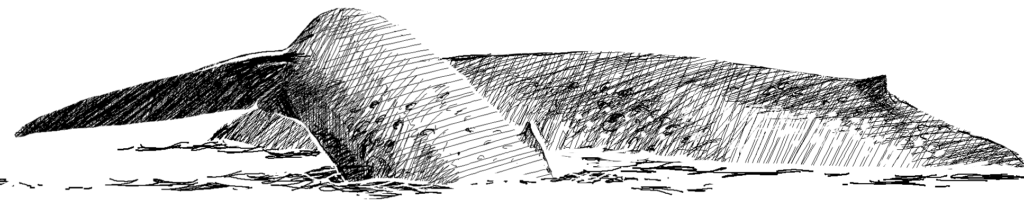 The most or least intelligent animal? Blue Whale. Drawing, Simon Mustoe