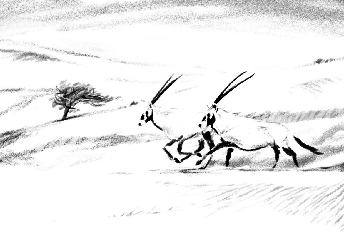 Arabian Oryx. Drawing, Simon Mustoe.