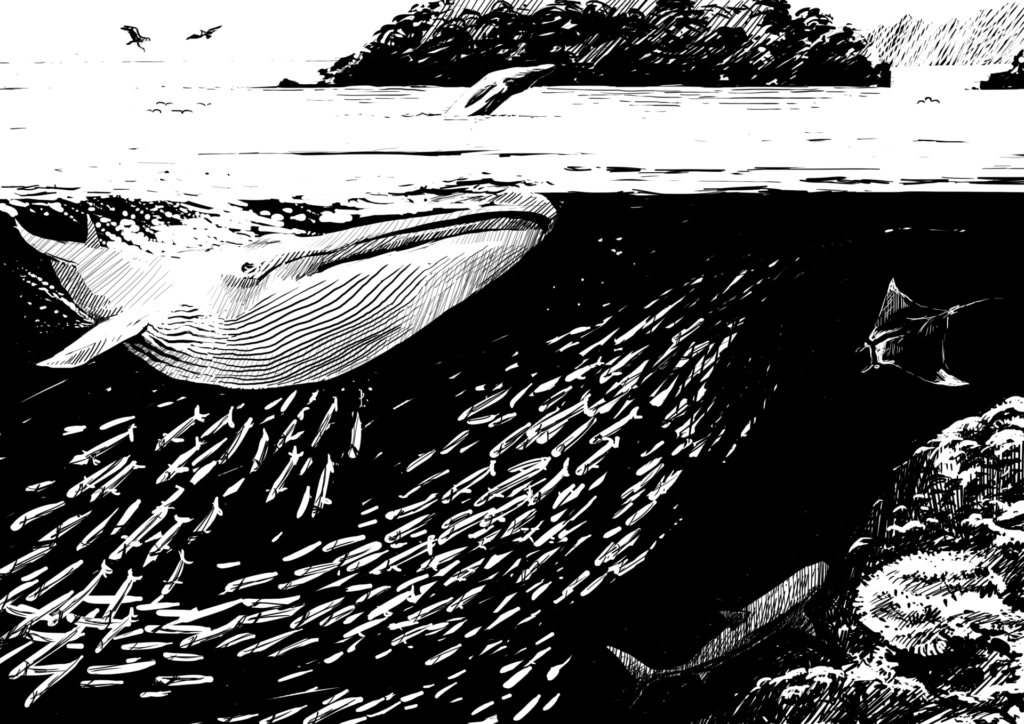 Bryde's Whale, Coral Triangle. Drawing by Simon Mustoe. How does planet Earth work?